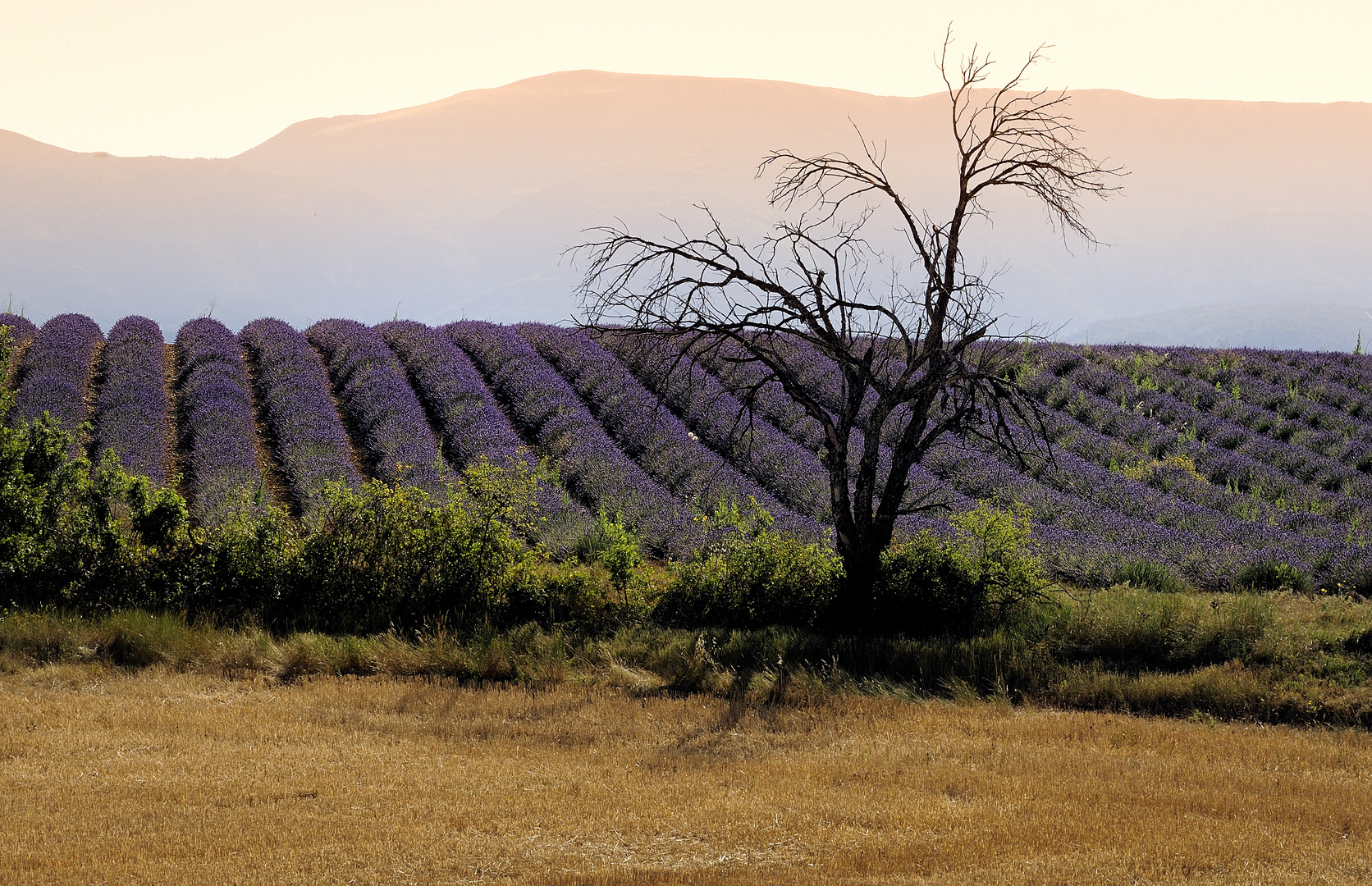 lavendel 12