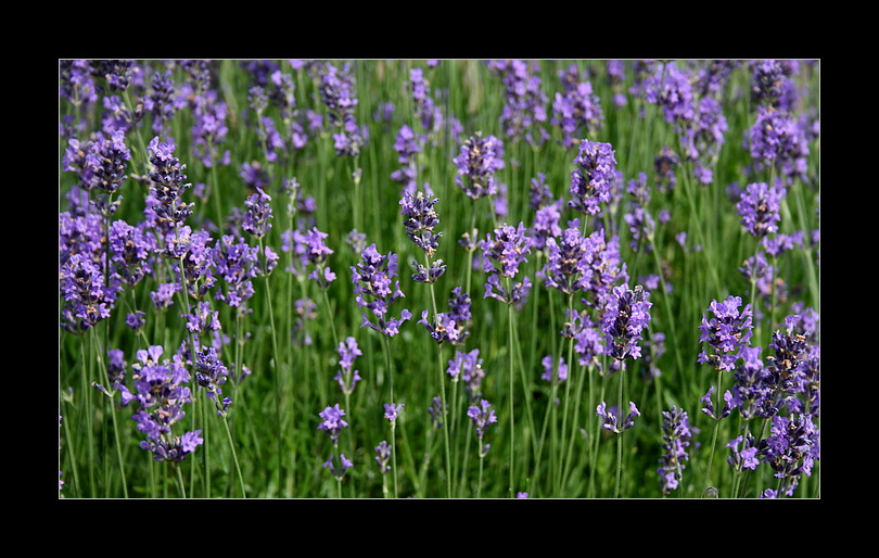 Lavendel