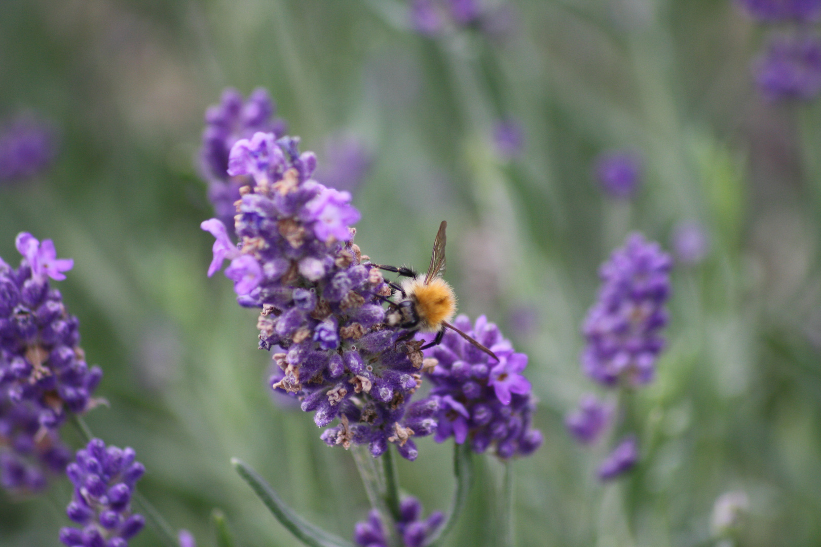 Lavendel