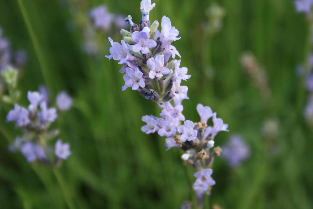 Lavendel