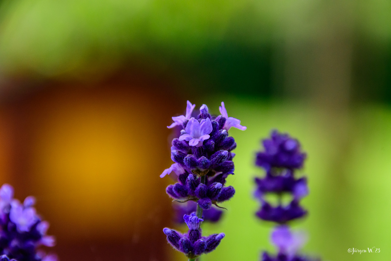 Lavendel