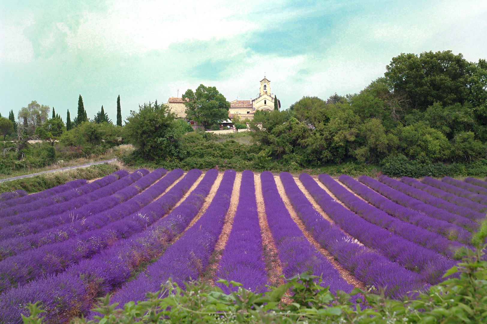 Lavendel