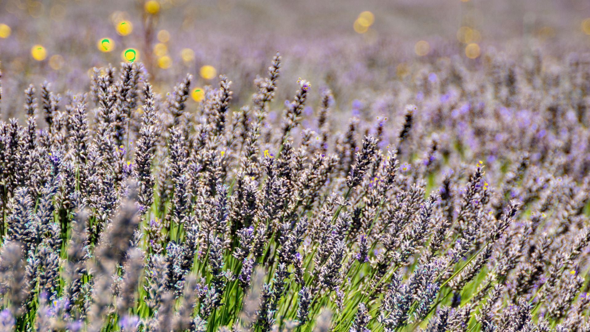 Lavendel