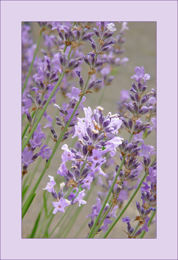 Lavendel