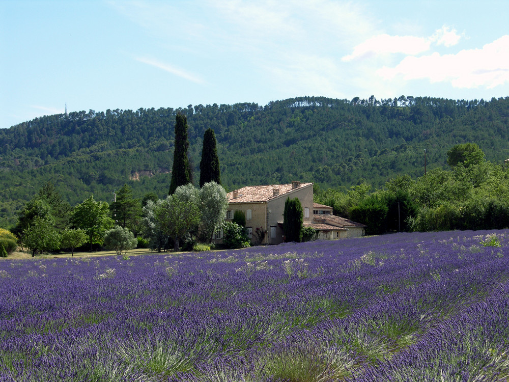 Lavendel