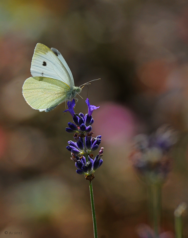 Lavendel