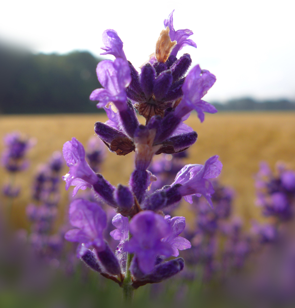 Lavendel