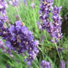 Lavendel