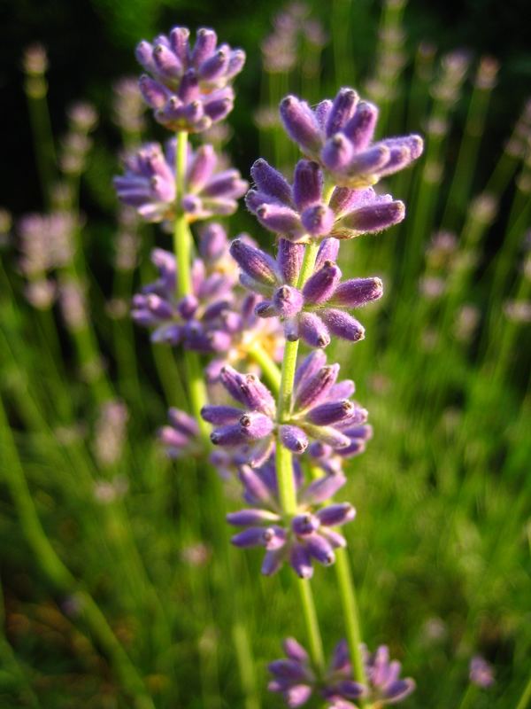 Lavendel