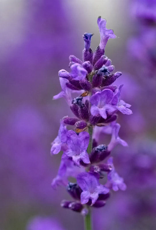 Lavendel