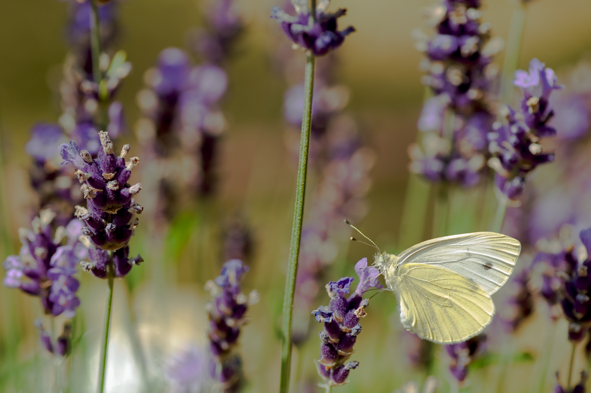 Lavendel