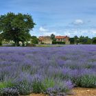 LAVENDEL