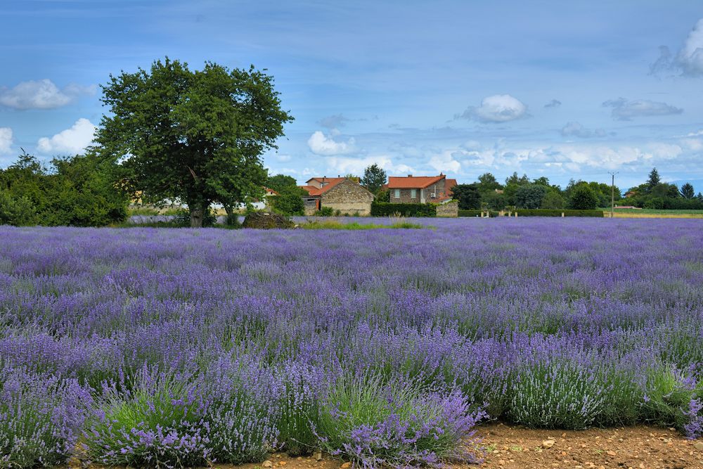 LAVENDEL