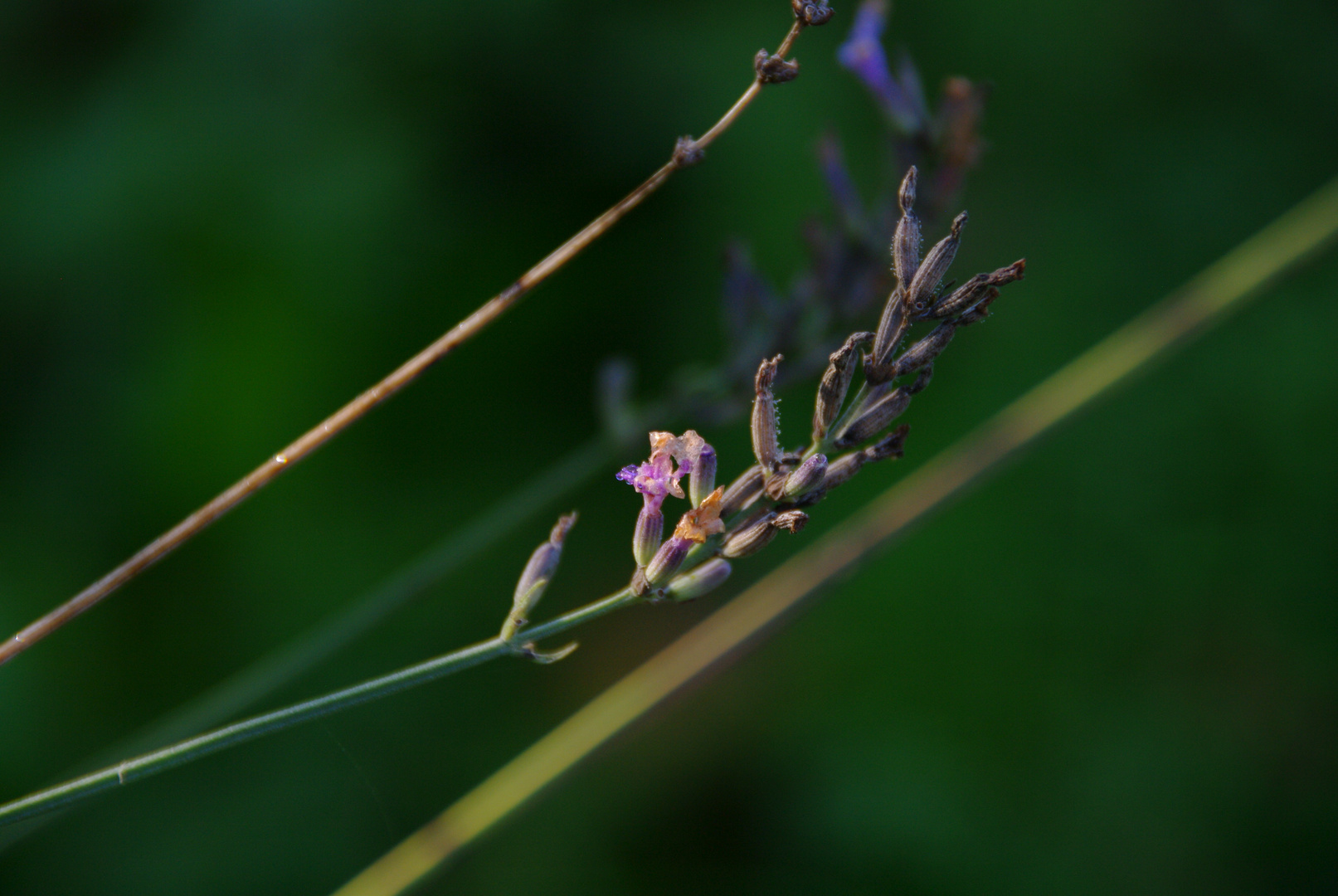 ... lavendel