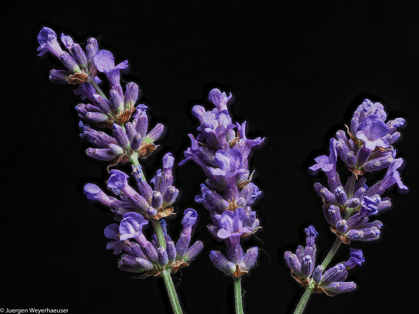 Lavendel