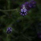 Lavendel (2)