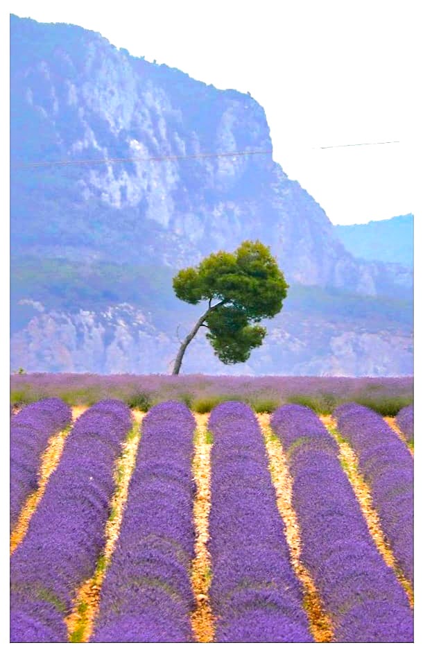 Lavendel 2