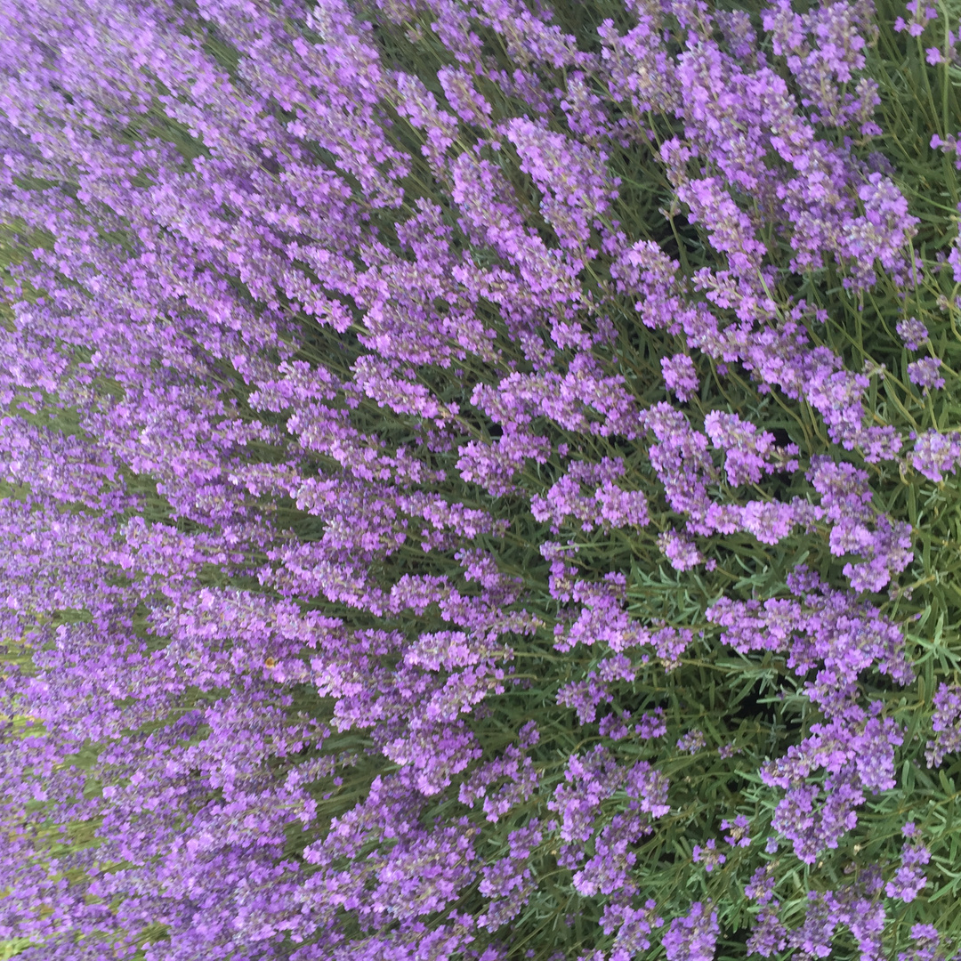 Lavendel 2