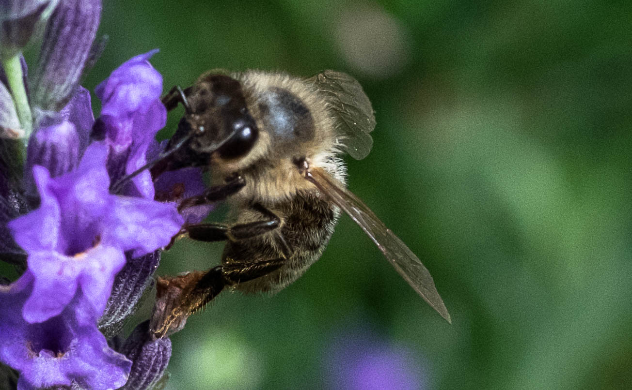 Lavendel 2