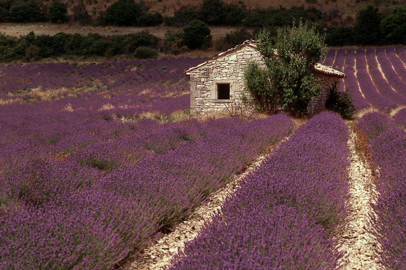 Lavendel 2