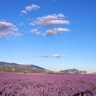 Lavendel 2