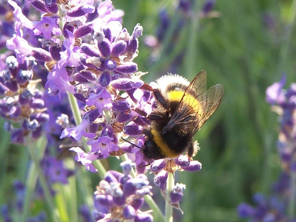 Lavendel 2