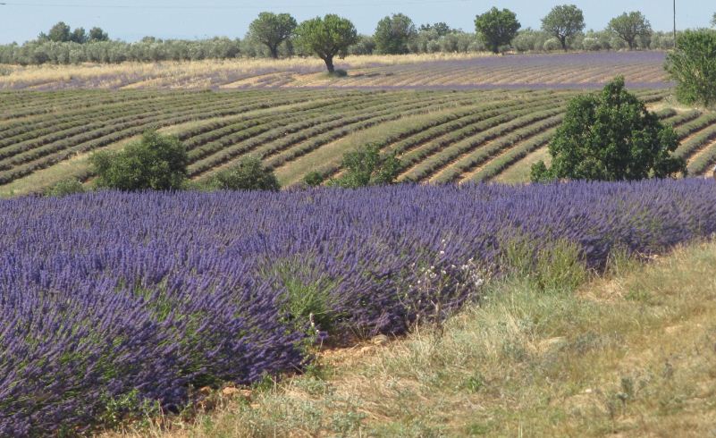 Lavendel 2