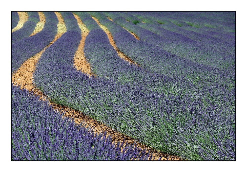 Lavendel 2