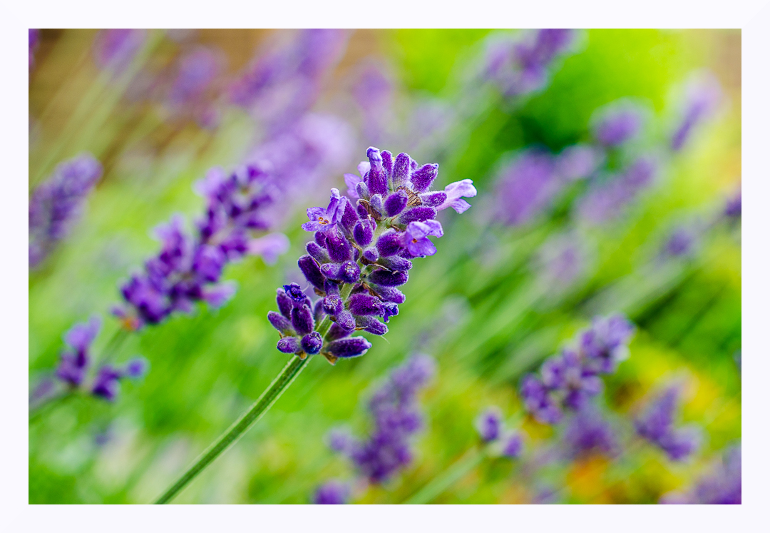 Lavendel 2 von 2