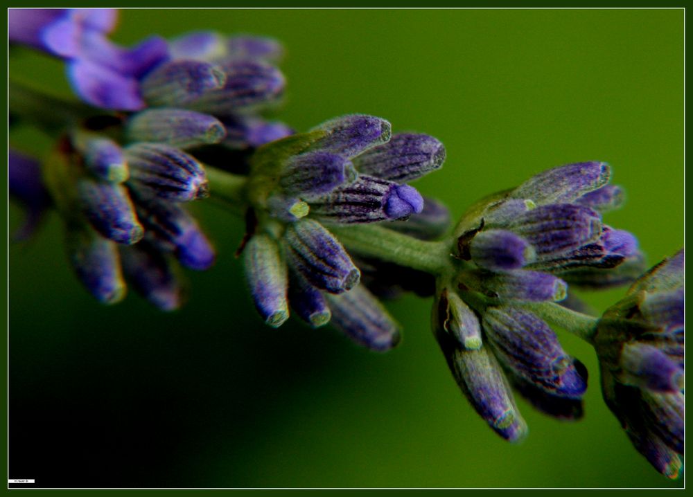 Lavendel 2011