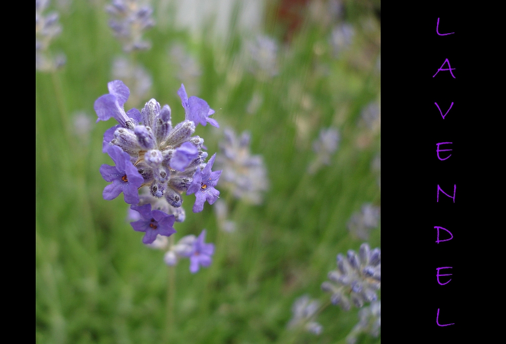 Lavendel