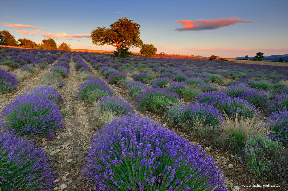 ~ ~ ~ Lavendel ~ ~ ~