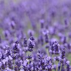 Lavendel