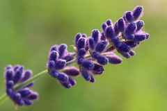 Lavendel