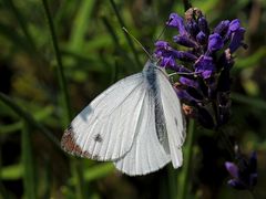 Lavendel