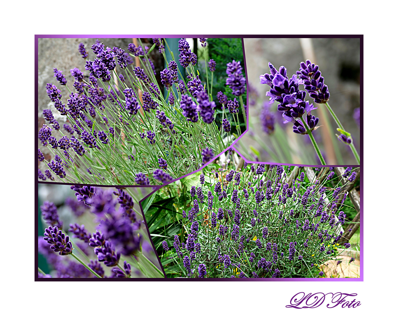 Lavendel