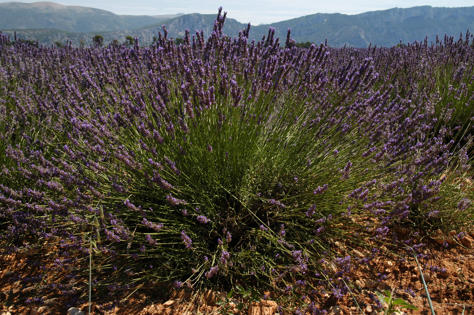 Lavendel