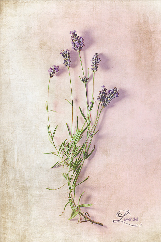 Lavendel