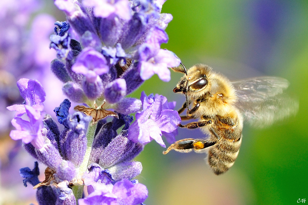 Lavendel