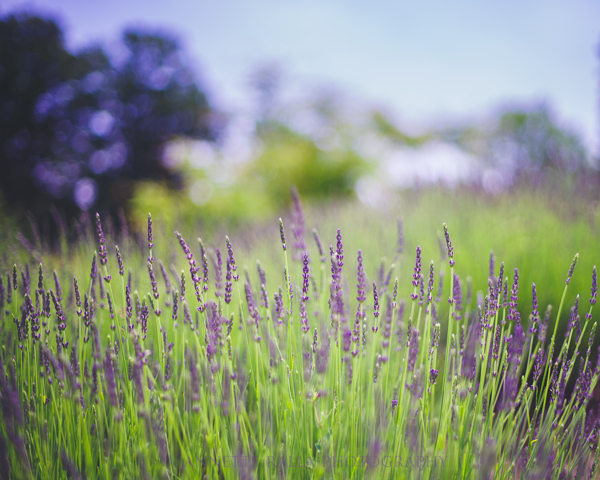 Lavendel