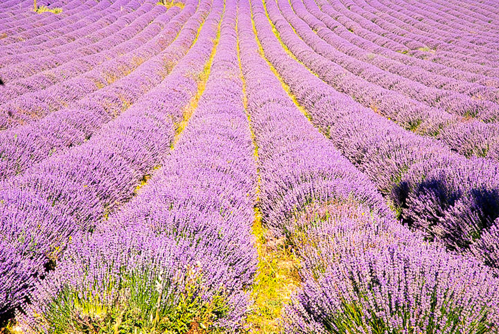 Lavendel