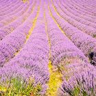 Lavendel