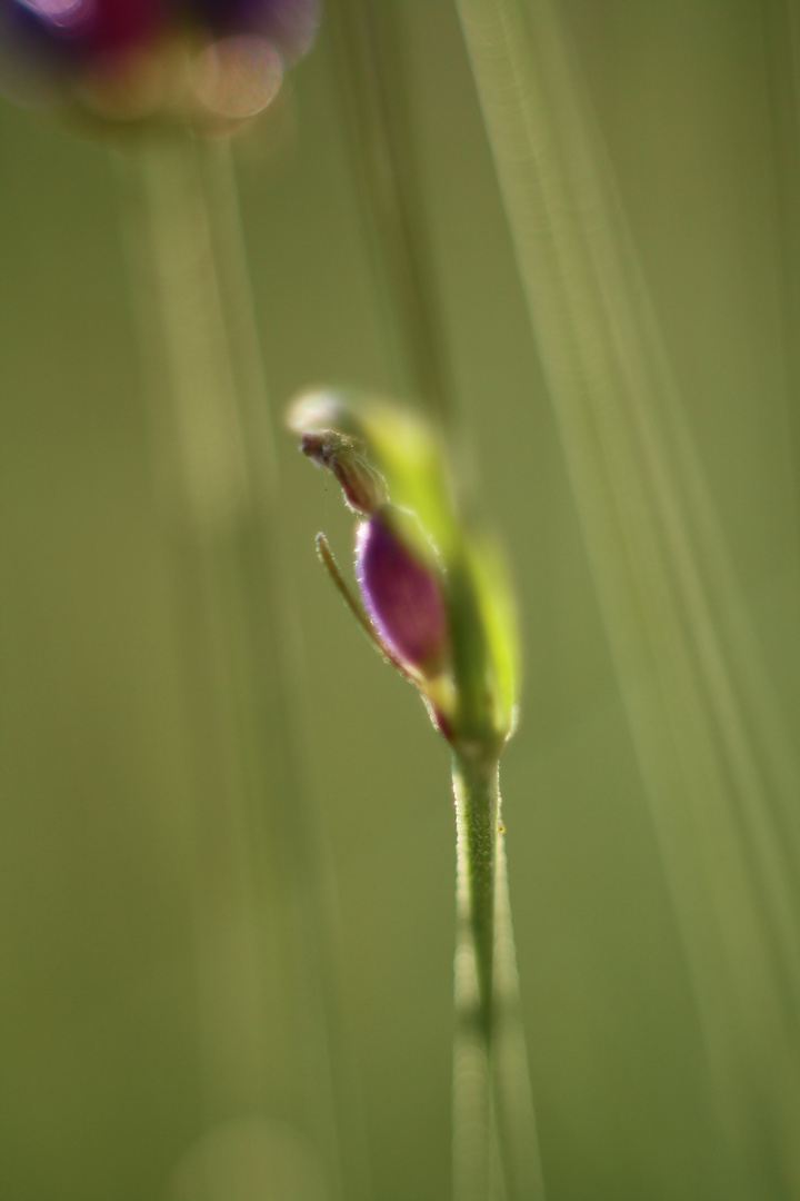 Lavendel