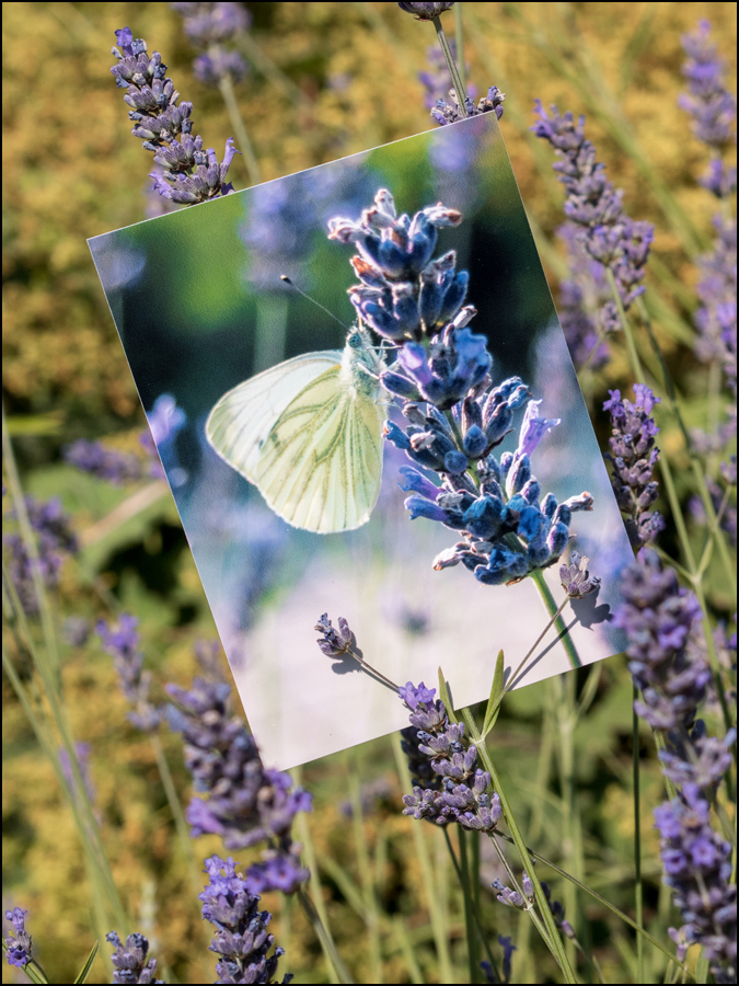 Lavendel