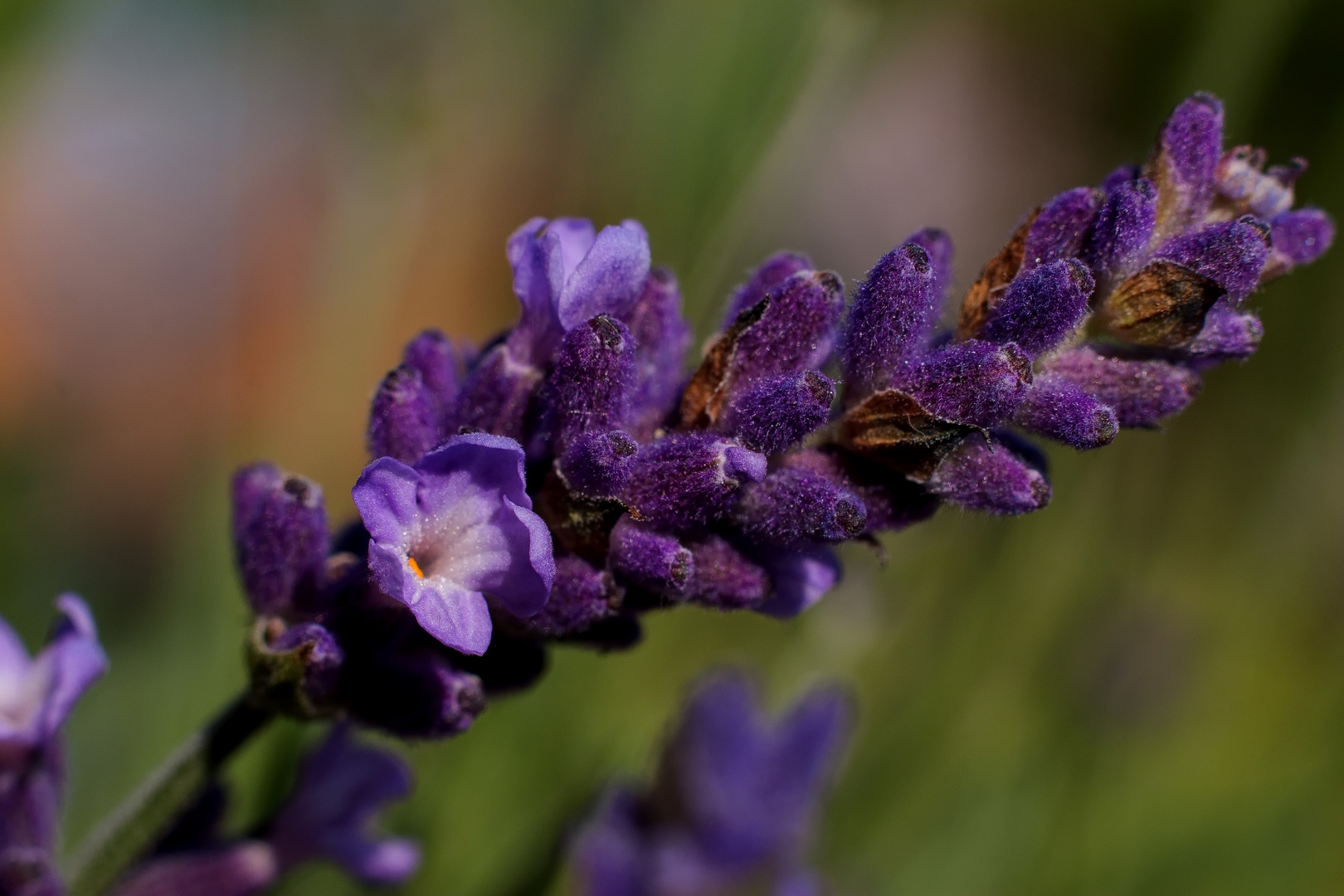Lavendel Foto &amp; Bild | pflanzen, pilze &amp; flechten, blume, nahaufnahme ...