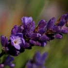 Lavendel