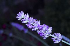 Lavendel