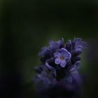 Lavendel (3)
