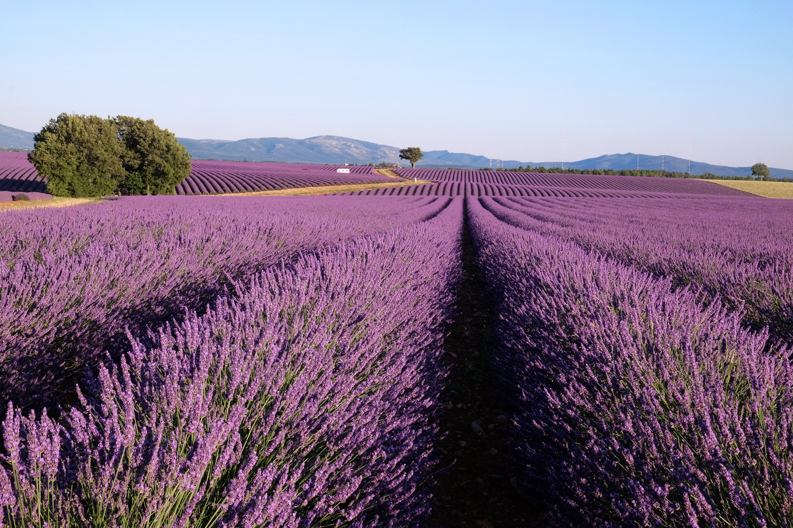 Lavendel 3