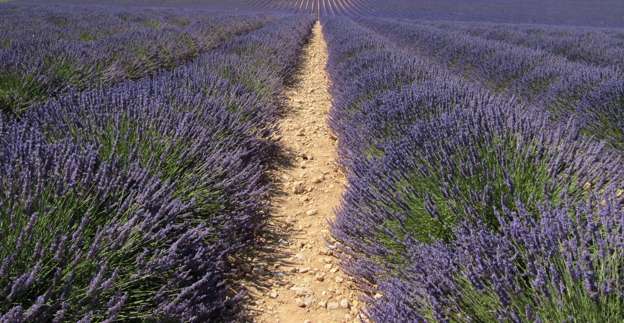 Lavendel 3